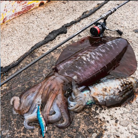 エギングで釣り上げたアオリイカとロッド