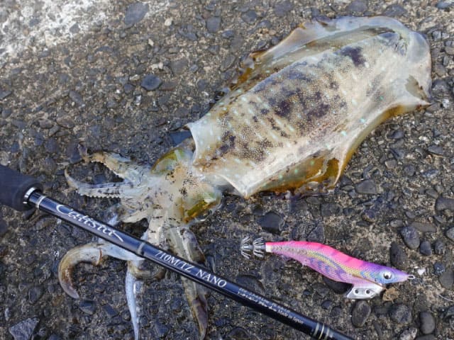 ヤマガブランクス カリスタで釣り上げたアオリイカ