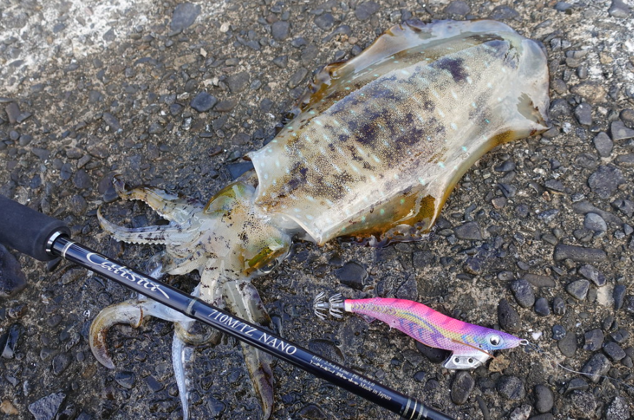 ヤマガブランクス カリスタで釣り上げたアオリイカ