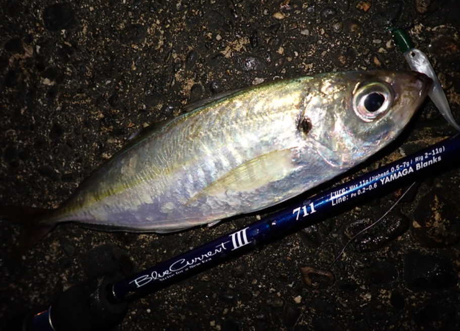 ヤマガブランクス ブルーカレントで釣り上げたアジ