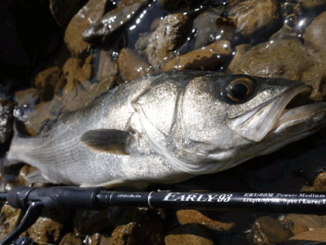 ヤマガブランクス アーリーで釣り上げたシーバス