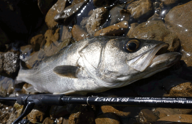 ヤマガブランクス アーリーで釣り上げたシーバス