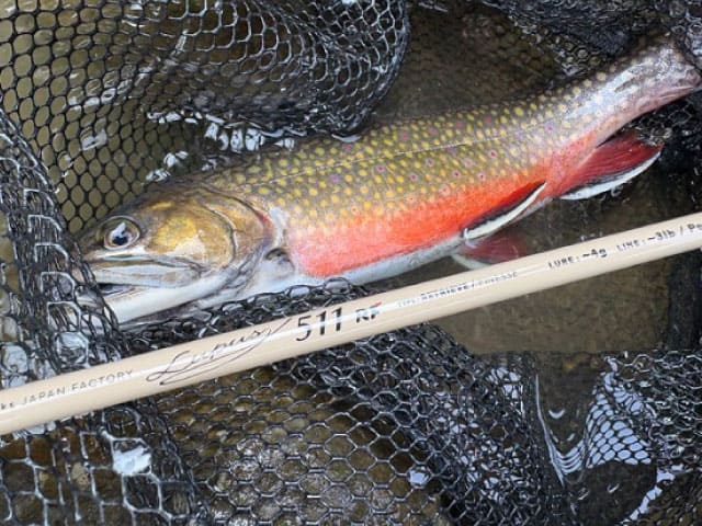 ヤマガブランクス ルーパスで釣り上げた渓流トラウト