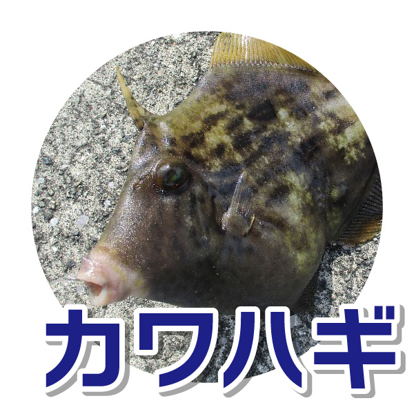 カワハギ