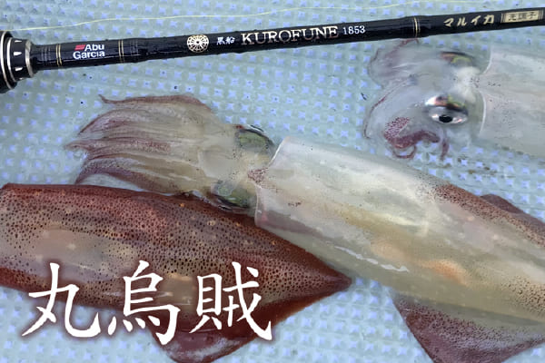 丸烏賊