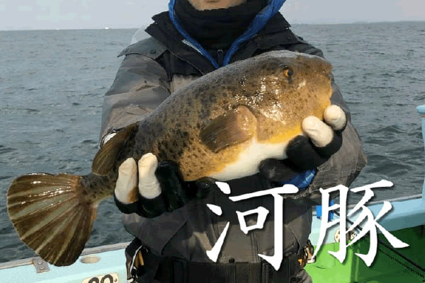 河豚
