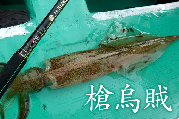 槍烏賊