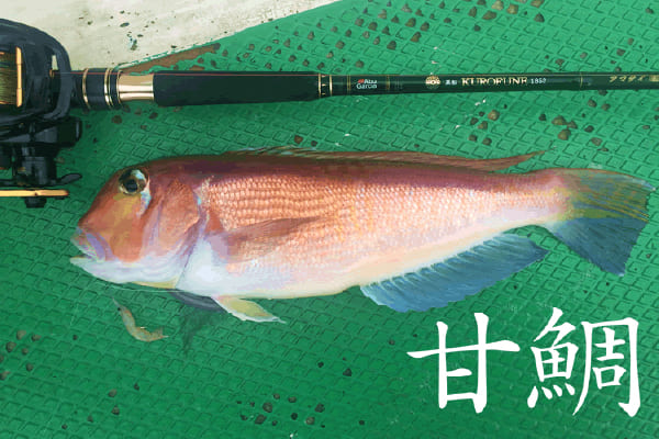 甘鯛