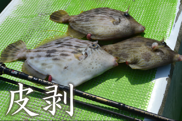 皮剥