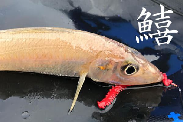 鱚