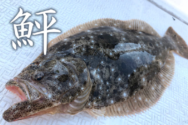 鮃