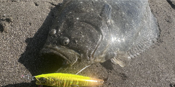 フラットフィッシュ