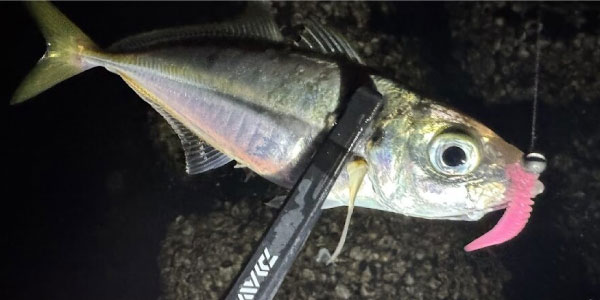 アジング･ライトゲーム