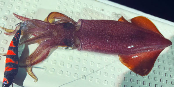 イカメタル･オモリグ