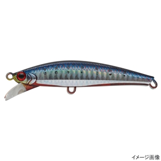 SRI アカハライワシ