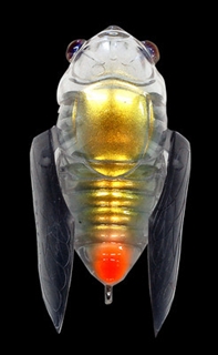 スケルトンシリウス