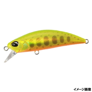 ゴールドヤマメ