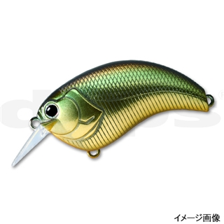 #12ゴールデンシャイナー