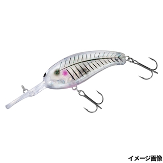 トランスルーセントグラスキャット