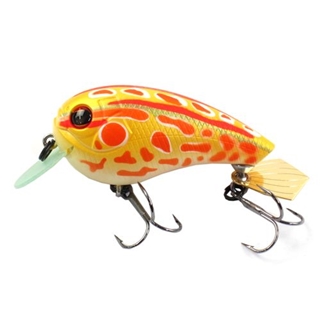 #349 アルビノアカガエル