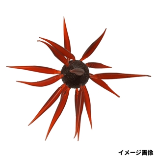 108 スカッパノン