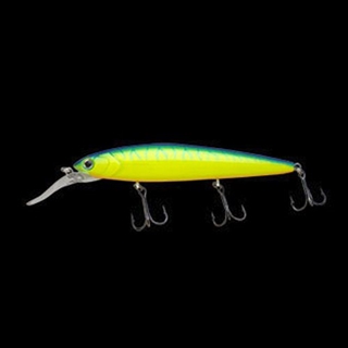 137 ブルーチャートタイガー