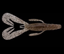 072 テナガシュリンプ