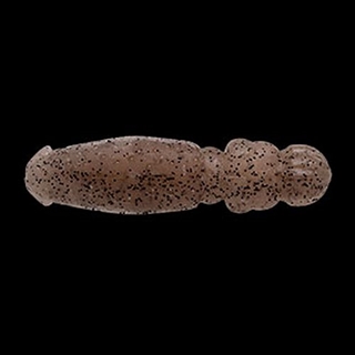 072 テナガシュリンプ