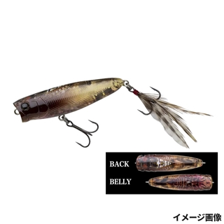 400 生アブラゼミ